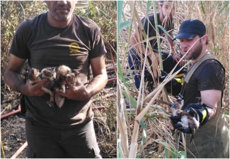 بالصور/ مهمة إنسانية في حي السلم: الدفاع المدني ينقذ 5 قطط حديثي الولادة حاصرتهم النيران 