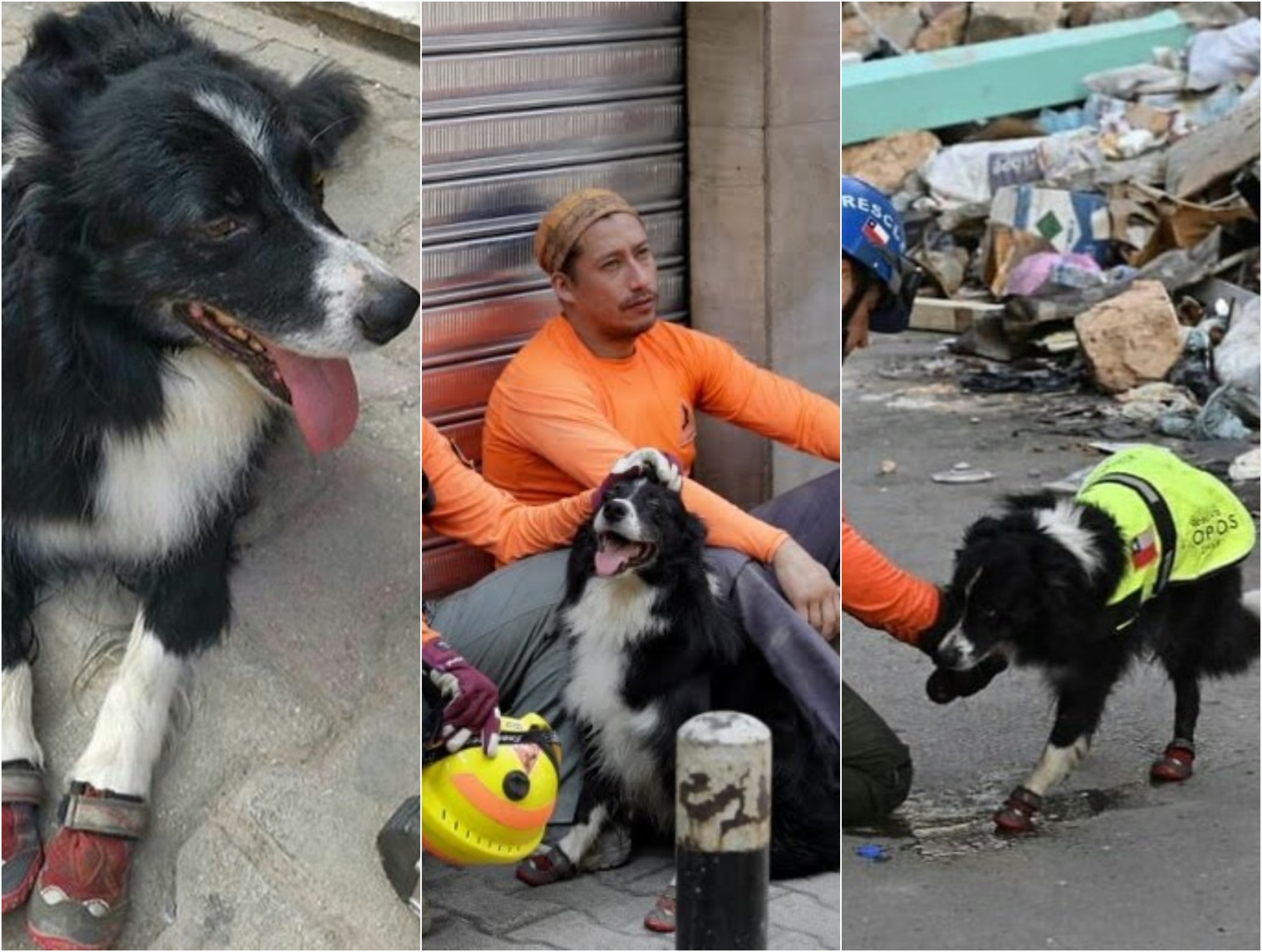 بالصور/ الكلبة التشيلية &quot;فلاش&quot; تعيد بصيص أمل للبنانيين في مهمة بطولية