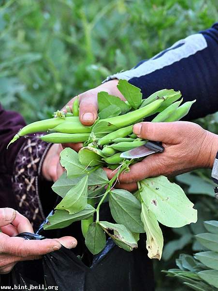 في فصل الربيع .. الاطعمة البرية سيدة الموائد