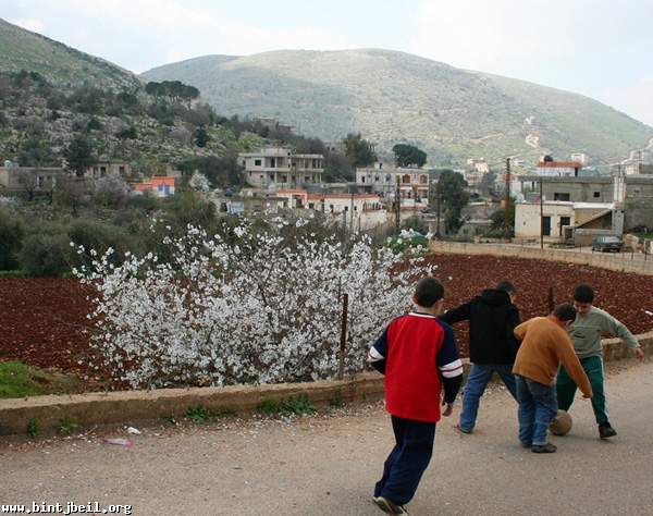 لوز الجنوب يزهر في غير موعده