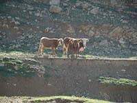 قطيع أبقار إسرائيلية <يتوغل> إلى بركة بعثائيل