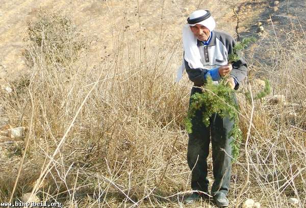 في كونين.. "الحرقة بالقلب"