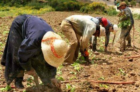 طلاب مع وقف التنفيذ خلال موسم التبغ