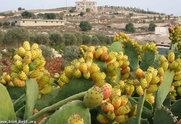 المزارعون بين «طاعون الصبّار» و«سرطان النخيل» 