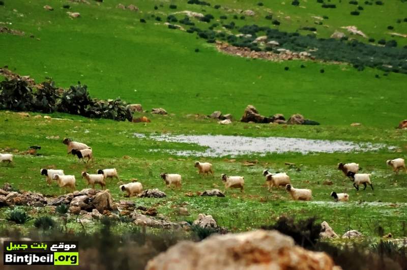 لوحات من الجمال رسمتها الطبيعة بالعاصفة الاخيرة في صوَر لم تنشر بعد .. بعدسة سامر وهبي 