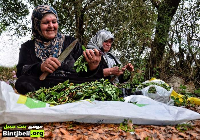 بالصور.. موسم التسليق في بنت جبيل في عزه 