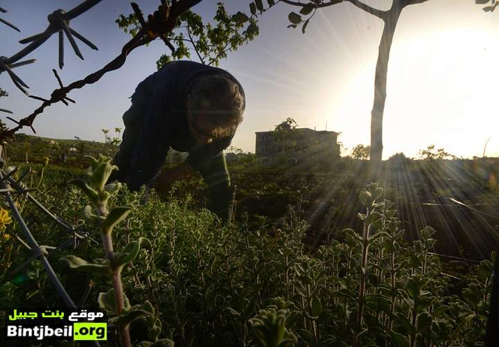 الصعتر البري يتألق في بنت جبيل