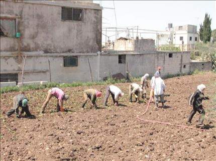 تبغ النبطية.. زراعة لا بدّ منها 