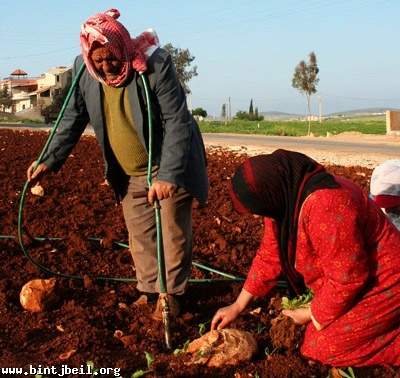 أي بديل من زراعة التبغ؟