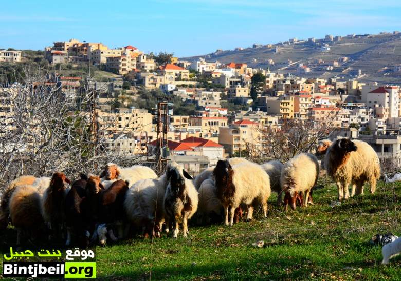 بالفيديو / مهنة رعي الماشية حاضرة في بنت جبيل.. و محاصرة بالتمدد العمراني