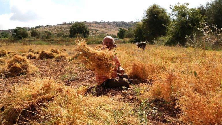 حصاد العدس في حولا.. إلتحام الإنسان بالأرض