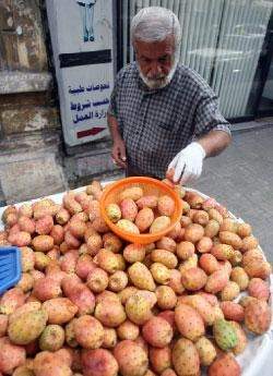 «الصبّار» الجنوبي في خبر كان... والزيتون ينتظر دوره!