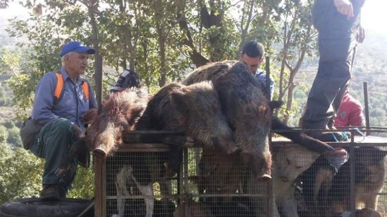 حاصبيا: خنازير برية تفتك بالمزروعات