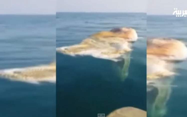 بالفيديو: ما قصة ظهور ديناصور البحر في مياه الخليج؟