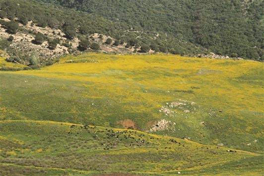 البراري الجنوبية.. بيادر المتنزهين والقطعان