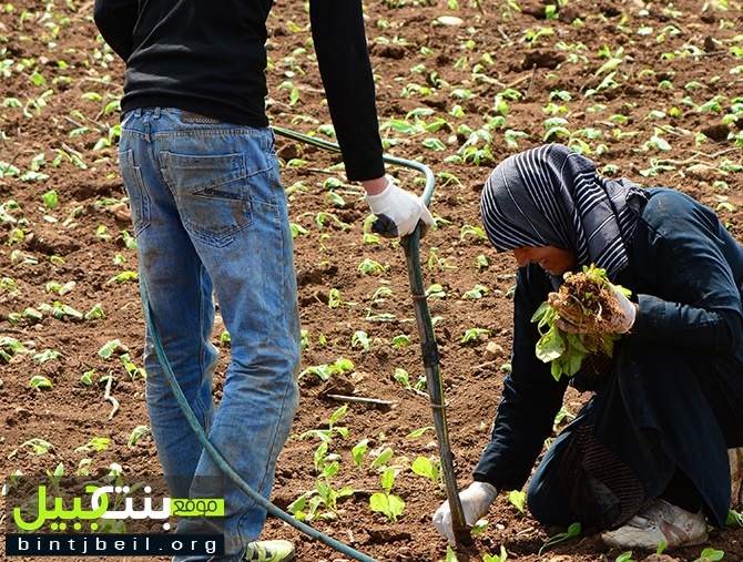 مزارعات الجنوب: عمر مجبول بتراب التبغ