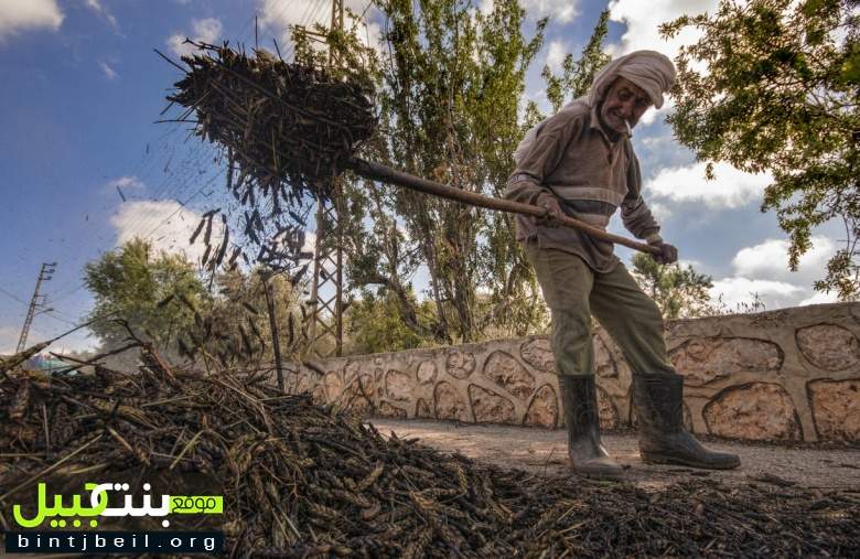 بالصور / انطلاق موسم «الفريك» في جنوب لبنان .. و الموسم واعد 