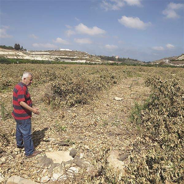 أزمة المعابر تقطع آلاف أشجار الحمضيات في صور