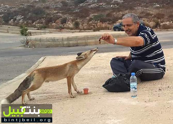 بالفيديو /  ثعلب يتخلى عن مكره و دهائه و يألف مواطن في دير انطار 