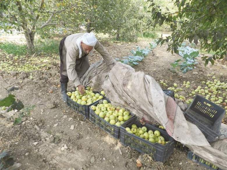 تفاح الحاصباني: الطقس والأدوية الزراعية الفاسدة تطيح الموسم