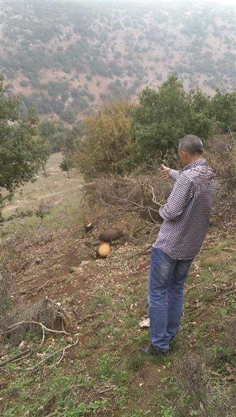 مجزرة بيئية في أحراج بلدة كفرشوبا