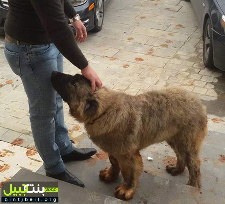 "كلب الدب" يثير الجدل في عيترون !	