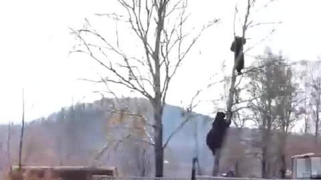 لقطات مرعبة لرجل يتسلق شجرة هربا من دب غاضب + فيديو
