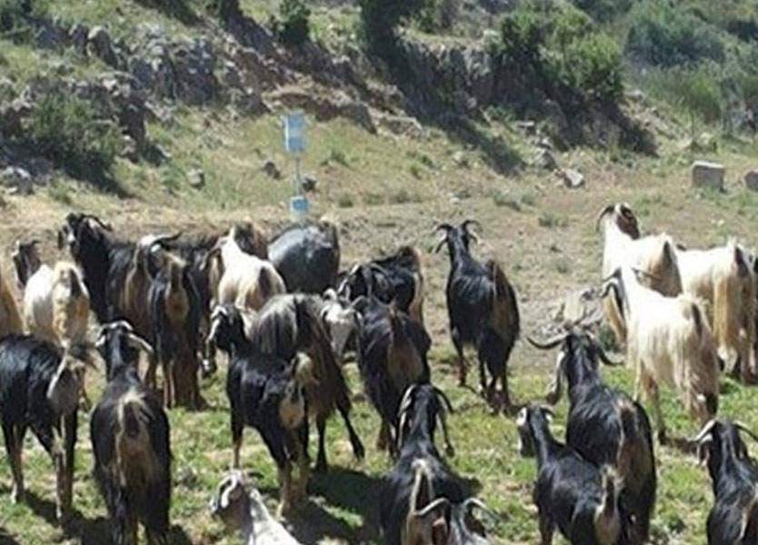 دورية اسرائيلية تسرق 100 راس ماشية من الاراضي اللبنانية