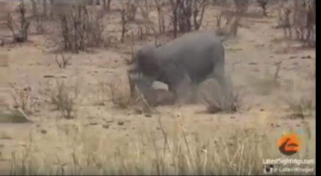 بالفيديو: مصارعة عنيفة بين فيل وجاموس