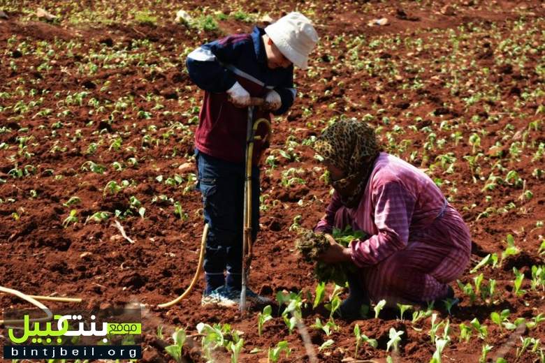 لقطات من موسم زراعة التبغ في ميس الجبل