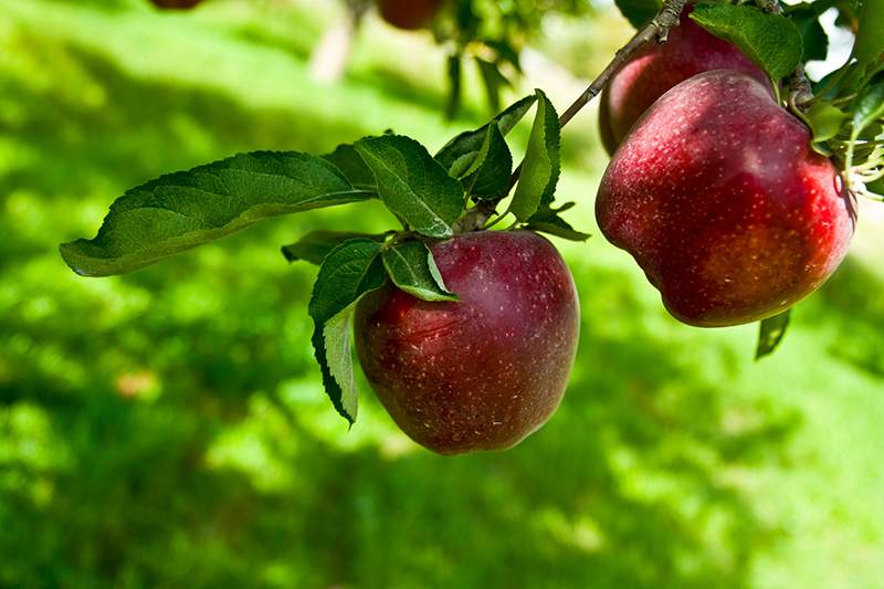 التفاح يحمي من السرطان و مرض القلب