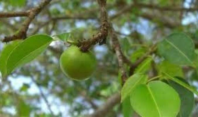 بالصور: شجرة المنشينيل لا تلمسها أو تأكل &quot;تفاحها&quot; أو حتى تقف تحتها