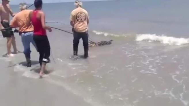 بالفيديو.. شاهد كيف اصطاد هذا الرجل تمساحاً من البحر