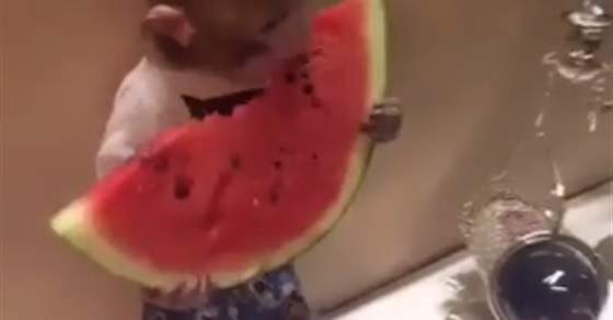 بالفيديو / قرد يستميت على اكل البطيخ ...