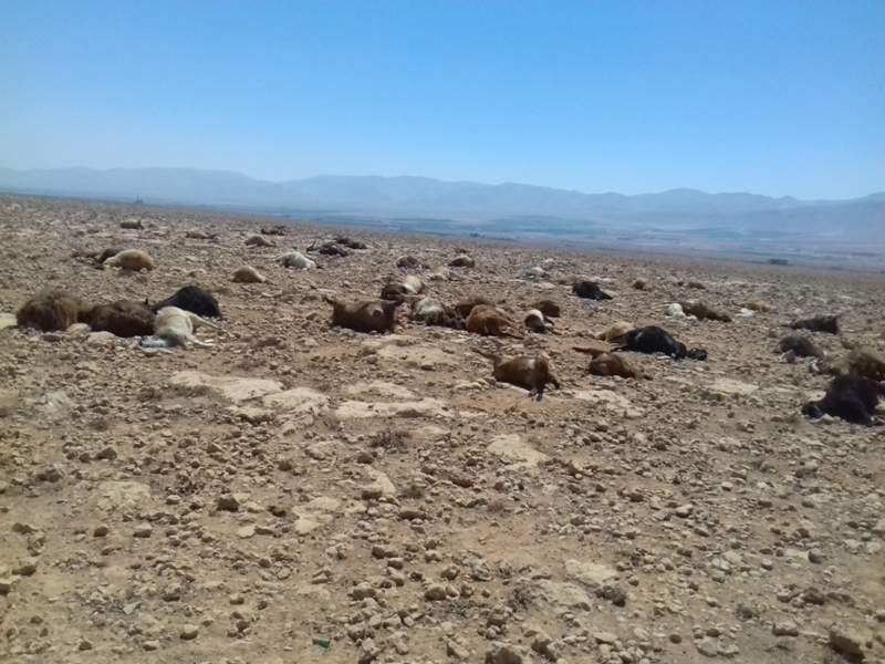 120 رأس ماشية نفقوا في خراج القاع وأخذ عينات لتحديد الاسباب