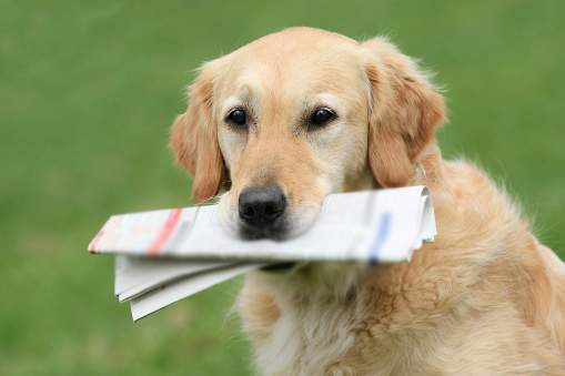 بالفيديو/ كلب يجلب لصاحبه الصحيفة اليومية كل صباح