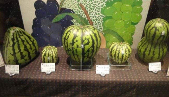بالصور..&quot;البطيخ المربع الفاخر&quot; الذي لا يشتريه كل الناس!