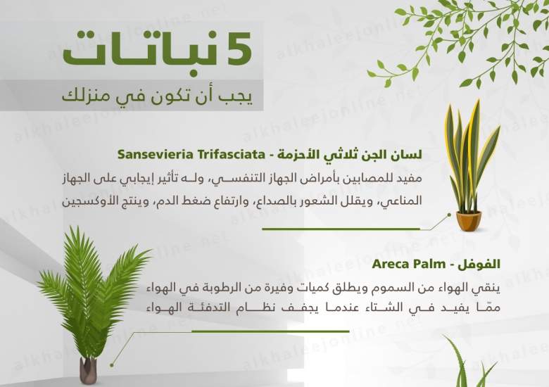 بالانفوغرافيك.. نباتات مفيدة لصحة الإنسان 