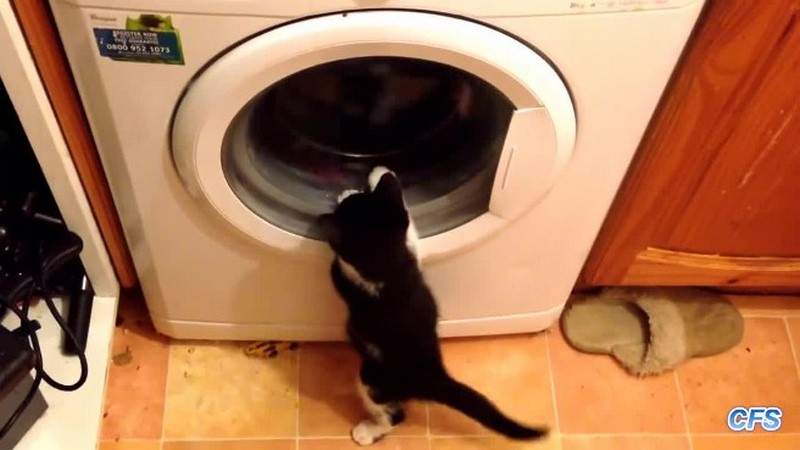فيديو مضحك.. ماذا تفعل القطط حين تشغّل غسالة الملابس؟