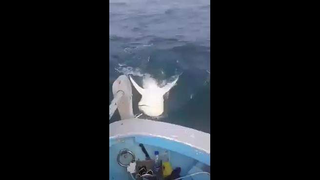 بالفيديو/ أسماك القرش تغزو بحر صور