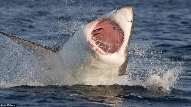 المركز اللبناني للغوص يوضح : اسماك القرش الموجودة قبالة صور &quot;ودودة&quot; ولا تؤذي !