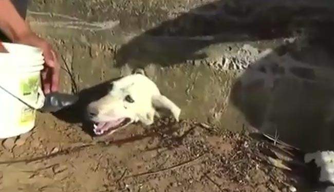 فيديو.. انقاذ كلب علق رأسه خلال رحلة بحث عن الطعام