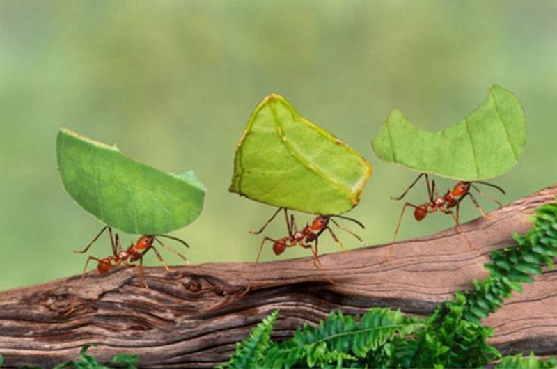لماذا لا يزداد وزن النمل؟