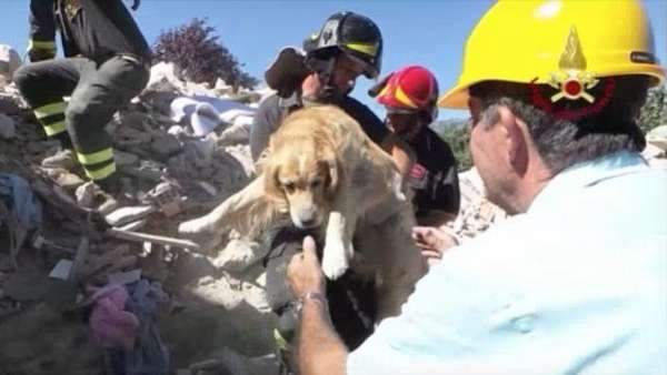 بالفيديو/ إنقاذ كلب بعد 10 أيام من زلزال إيطاليا