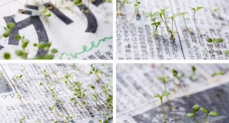 بالصور.. صحيفة يابانية تتحوَّل إلى نباتات بعد قراءتها