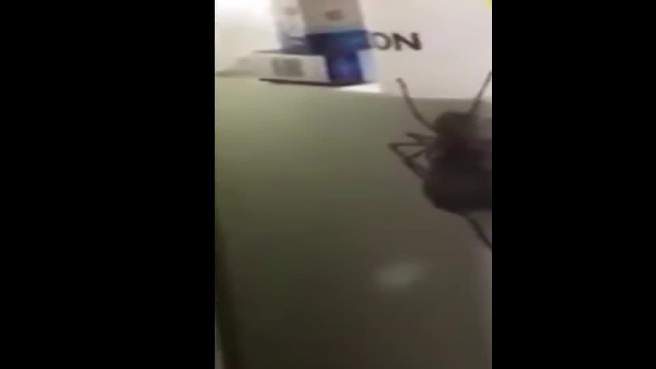 بالفيديو/ عنكبوت ضخم يصطاد فأراً!