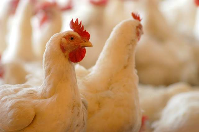 ألمانيا تتخلص من طيور داجنة بسبب إنفلونزا الطيور