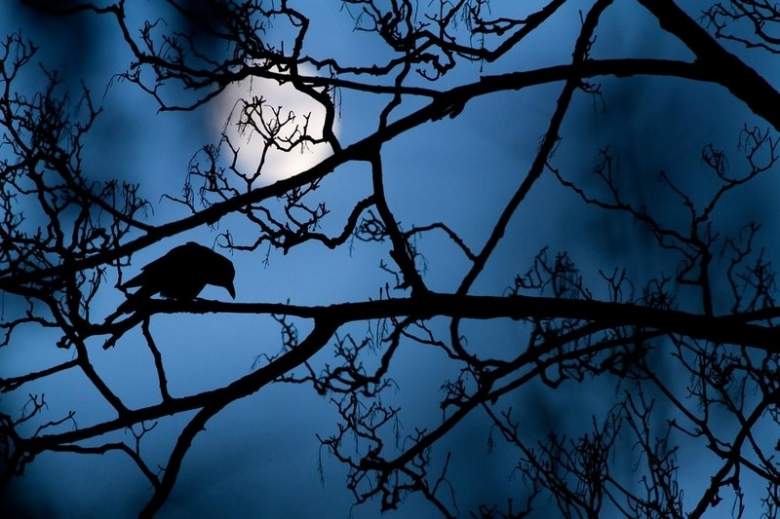 صورة &quot;The moon and the crow&quot; للمصور غيديون نايت من المملكة المتحدة