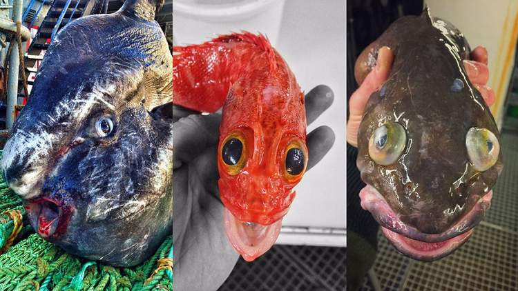 صياد يثير ضجة على تويتر بصور أسماك مخيفة من أعماق المحيط