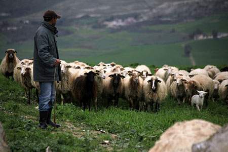 في عيتا الشعب .. عاد القطيع و لم يعد عبد الله 